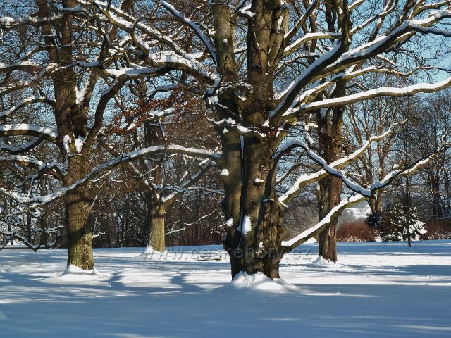 Žamberk - zima v zámeckém parku