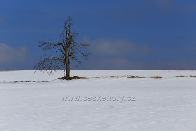 Osamělý strom na pláních