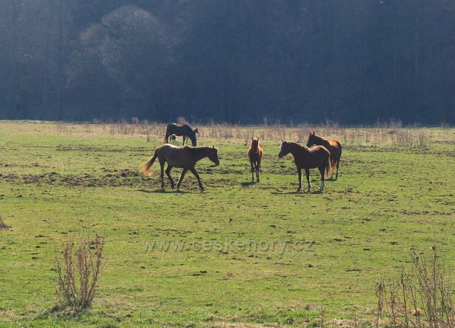 Koně na pastvě u Bojanova