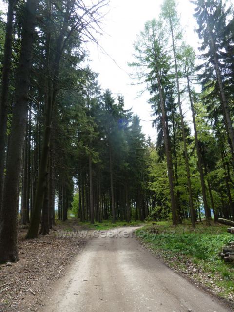 Cesta lesem přes záhorský les do Kunačic