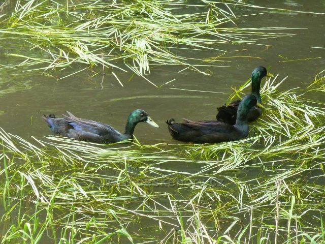 Nasavrky - kachny smaragdové na rybníčku pod Strádovskou cestou