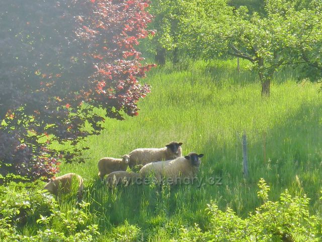 Albrechtice - ovce na pastvě