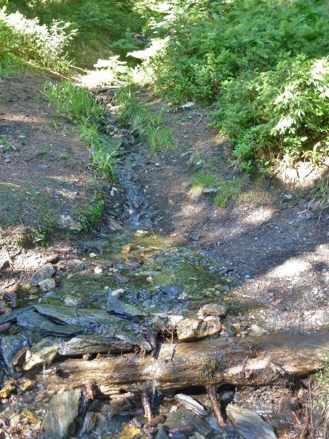 Česnekový potok asi 200 metrů pod svým pramenem