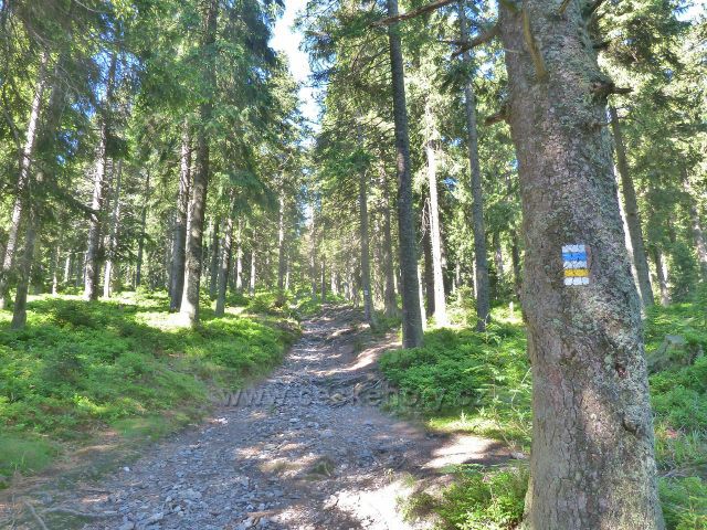 Cesta po žluté a modré TZ z rozcestí Černík na Švýcárnu, v lesním podrostu převládá borůvka