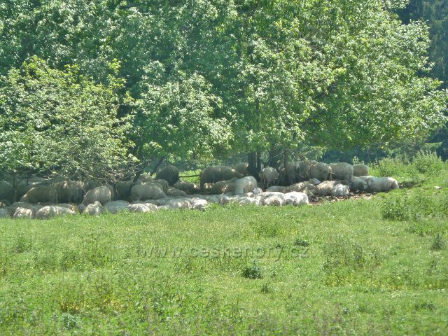 Ostružná - ovce na pastvině pod bývalou Bídou