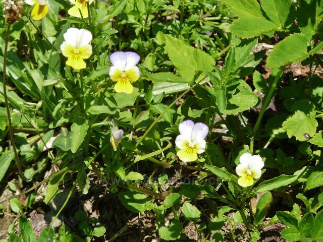 Cestu do Ostružné lemují květy violky žluté,sudetské