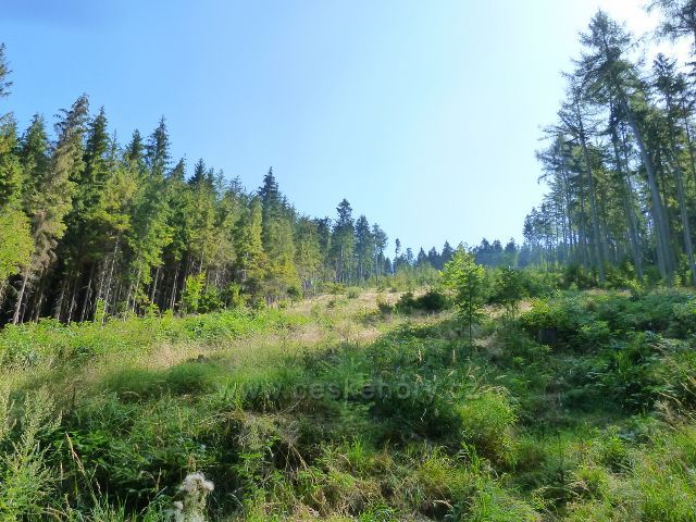 Králíky - lesní porost na úbočí Lískovce