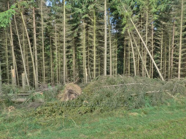 Jamné nad Orlicí - větrný polom na okraji lesa u trasy po žluté TZ do Jamného n.O.