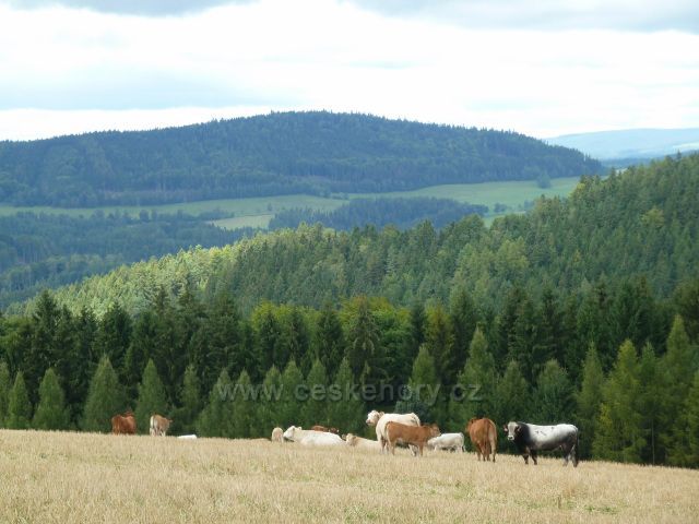 Pastva skotu nad Jamným nad Orlicí. V pozadí  je vrch Studený (721 m.n.m.)