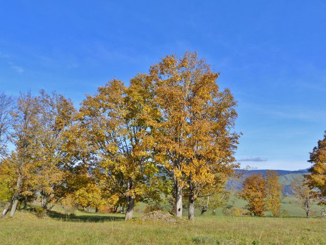 Hynčice pod Sušinou - barvy podzimu na hynčických pastvinách