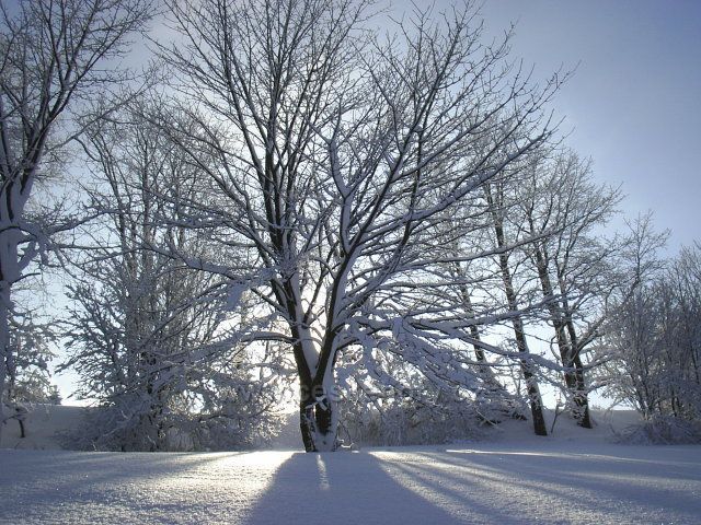 Strom pod sněhem - Český Jiřetín
