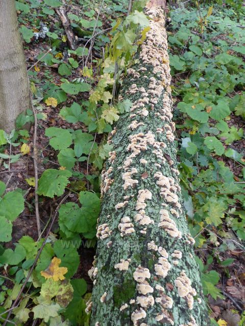 Dřevokazná houba anýzovník vonný na zlomeném listnatém kmenu v porostu u silničky z Přemyslova do Loučné nad Desnou