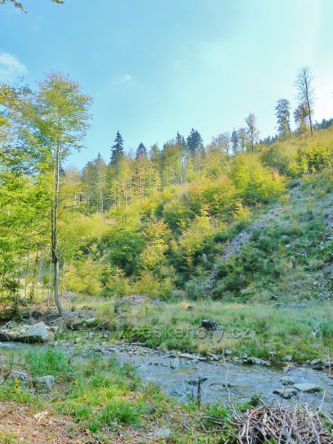 Lesní porost na svahu údolí Klepáčského potoka
