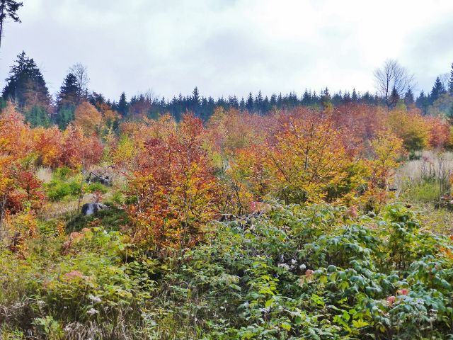Vysoký Potok - bukový nálet nad silničkou od Severomoravské chaty k Vysokému Potoku v podzimních barvách