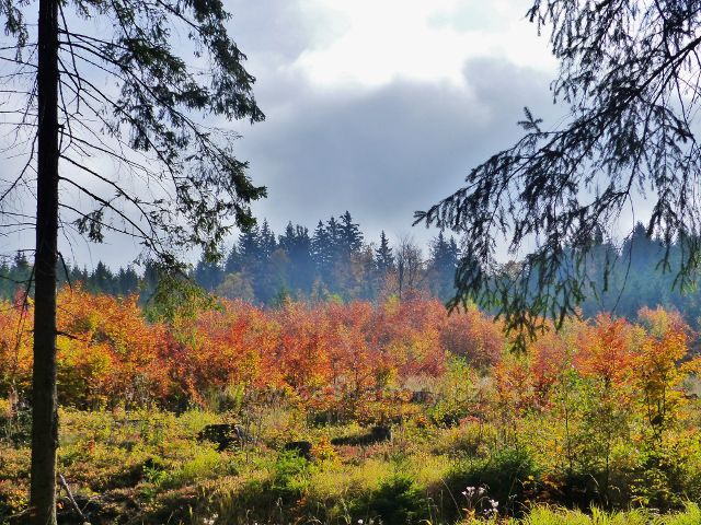Vysoký Potok - lesní porost podél silničky do Vysokého Potoka v barvách podzimu