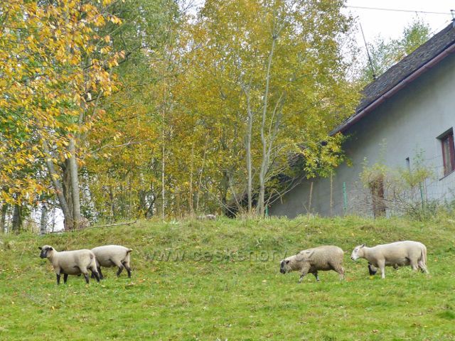 Vysoký Potok - pastva ovcí u jedné z chalup v obci