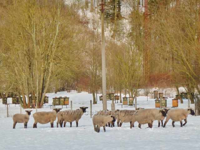 Žamberk - ovce pod Černým lesem