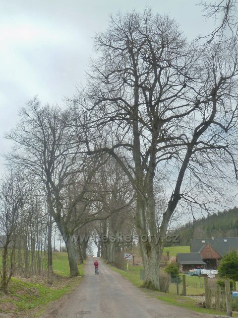 Dolní Hedeč - stromová alej podél silničky do Horní Orlice