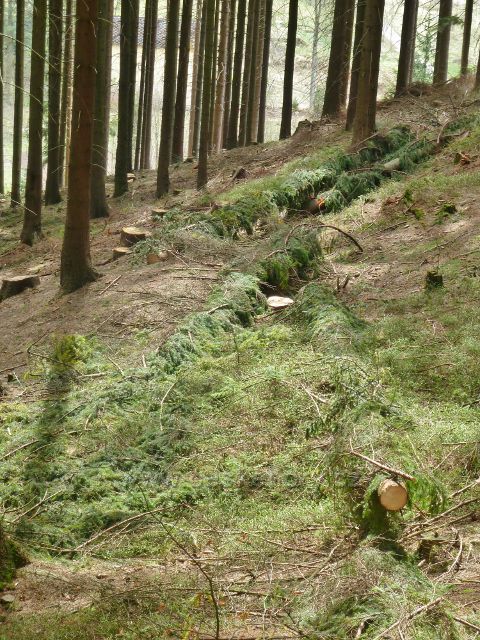 Horní Orlice - lapáky na kůrovce na okraji lesního porostu na úbočí Lískovce
