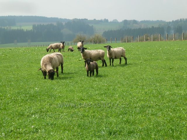 Rokytnice v O.h. - pastva ovcí u cesty k Dolnímu dvoru