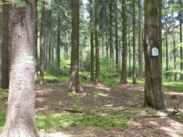 Písařov - místo tragické smrti při kácení stromů v roce 1923 na Čečole