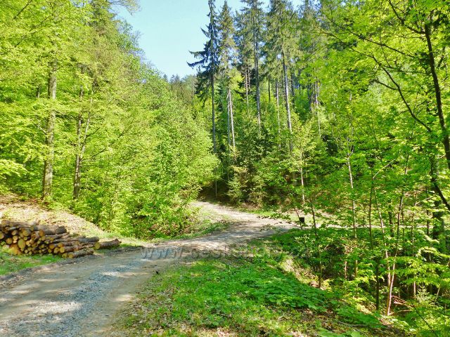 Mlýnický Dvůr - rozcestí před Osikovým lesem, napojení trasy po zelené TZ na lesní silničku