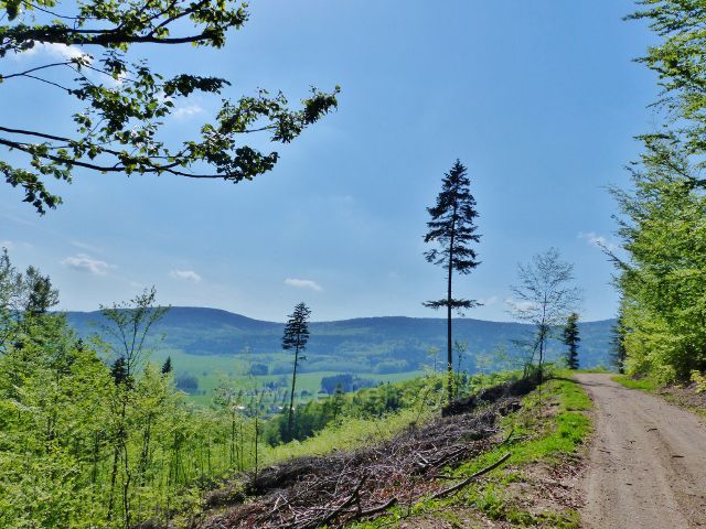 Mlýnický Dvůr - cesta po zelené TZ k rozcestí Osikový les. Vyhlídkové místo