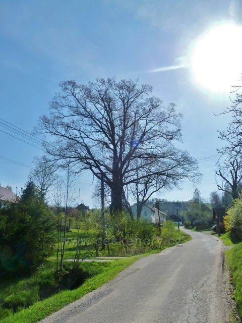 Šanov - významný strom v obci