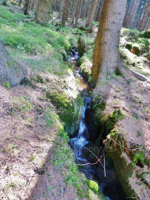 Šanov - lesní potok pod Kamenáčem je jedním z přítoků Tiché Orlice