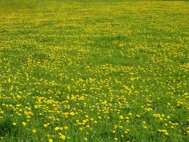Podlesí - pastviny pod Podlesím zaplavily květy pampelišek