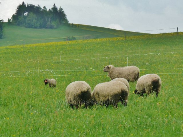 Králíky - pastva ovcí na úpatí Mariánské Hory