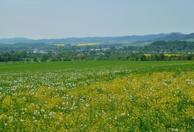 Vikýřovice - pohled přes kvetoucí louku k Šumperku