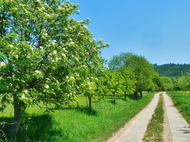Vikýřovice - trasa do Vikýřovic po žluté tz vede po zpevněné  polní cestě