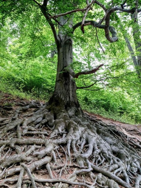 Hukvaldy-staré bukové kořeny