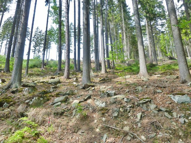 Kamenitý je i terén lesního porostu nad cestou po červené TZ  k údolí Losinky