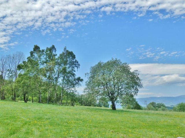 Pastviny v lokalitě "Letní stráň" nad Přemyslovským sedlem