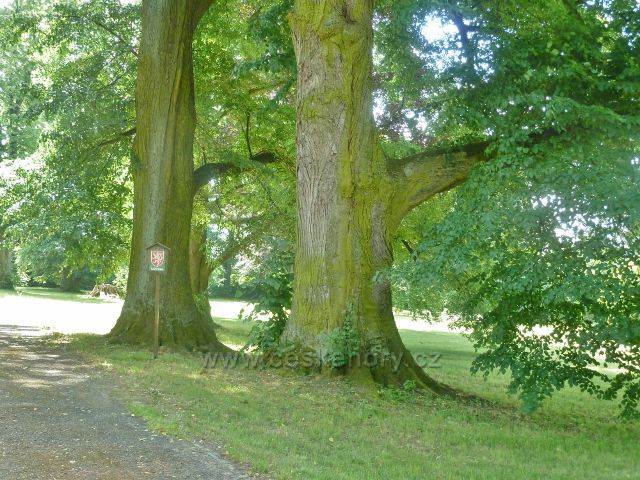 Bludov - památné stromy v zámeckém parku