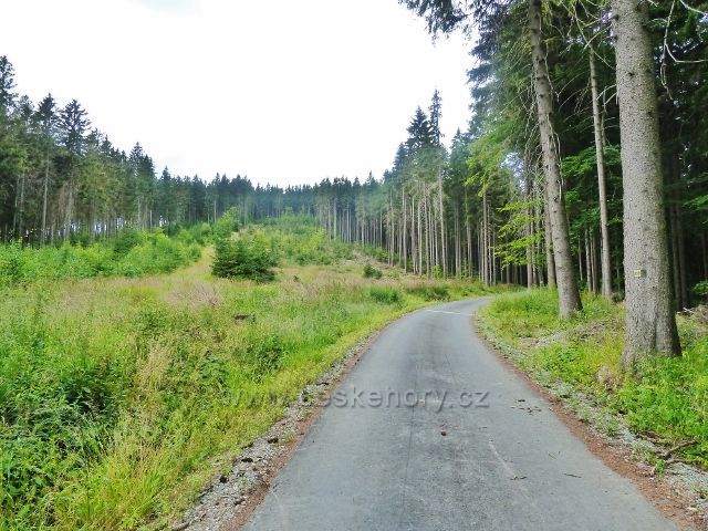 Bohdíkov - lesní porost podél silničky do Komňátek po níž vede žlutá TZ