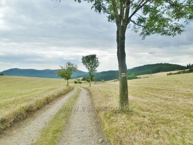 Bohdíkov - cesta po žluté TZ nad Komňátkama protíná rozsáhlé pastviny