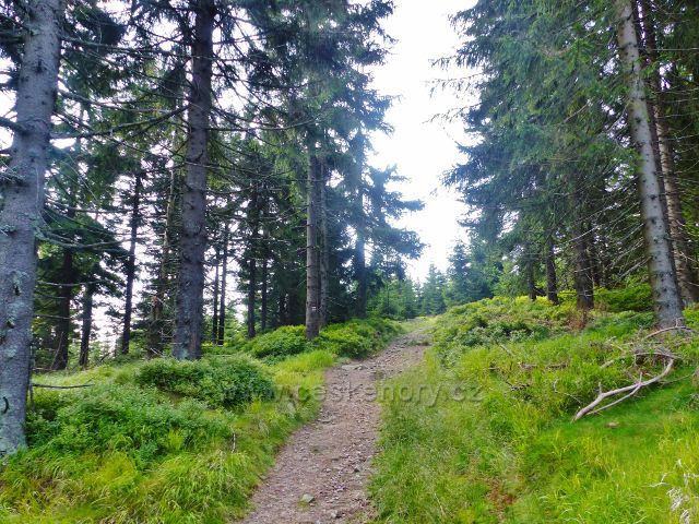 Malá Morava - cesta po červené a zelené TZ od sedla Puchača na vrchol vrchu Hleďsebe