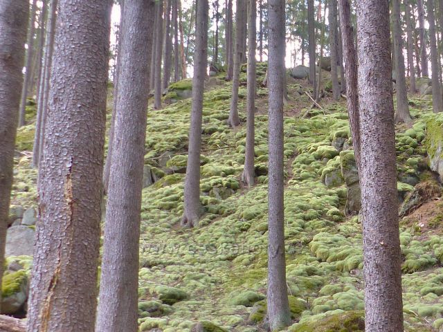 Bečov nad Teplou - kamenitý svah nad cestou po zelené TZ ke Třem rybníkům je porostlý polštáři bělomechu sivého