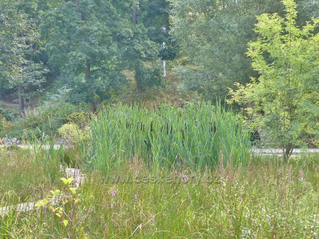 Bečovská botanická zahrada - skupinka orobince u  Korunního rybníku