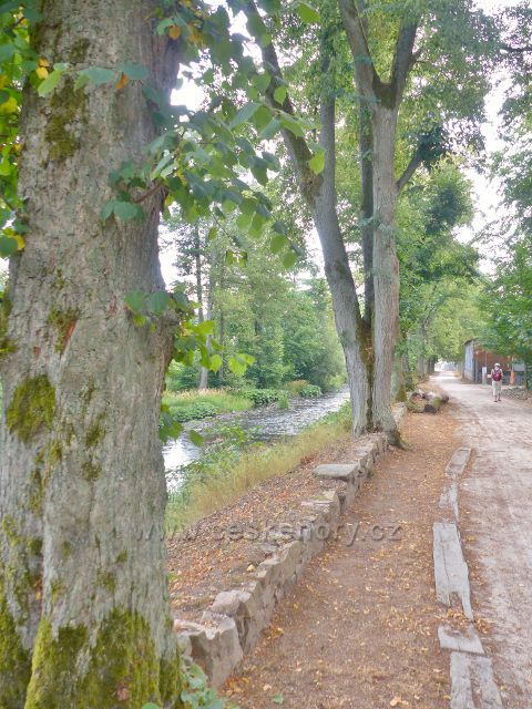 Bečovská botanická zahrada - cestu od vstupní brány k vlastní zahradě lemuje zčásti stromová alej