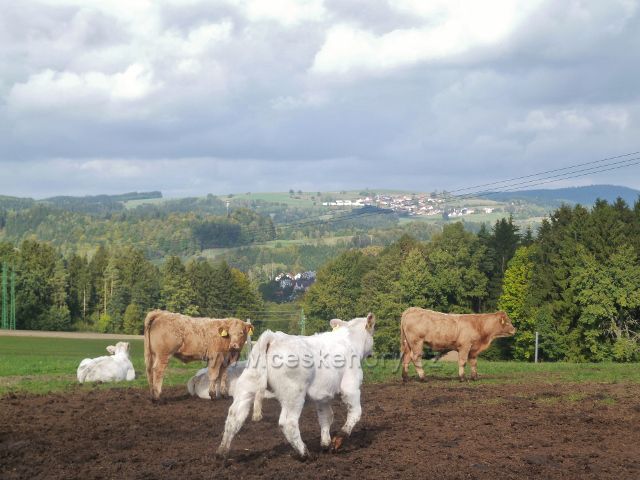 Bystřec - pastva na úbočí Cikánského kopce.V pozadí jsou Sbkovice
