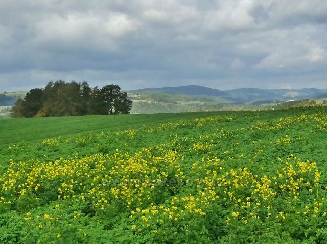 Bystřec - kvetoucí řepka na úbočí Cikánského kopce