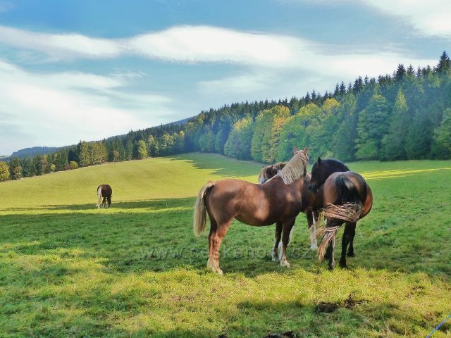 Ostružná - pastva koní na pastvině Nad splavem