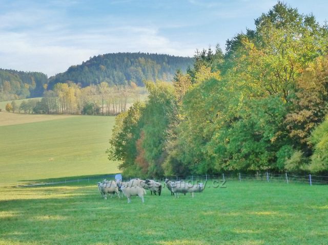 Pastva ovcí pod vrchem "Na Veselíčku"