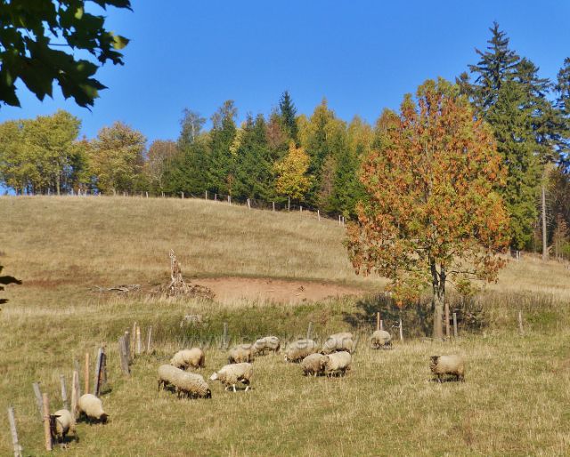 Petrovičky - ovce na pastvě pod hraničním přechodem do Polska
