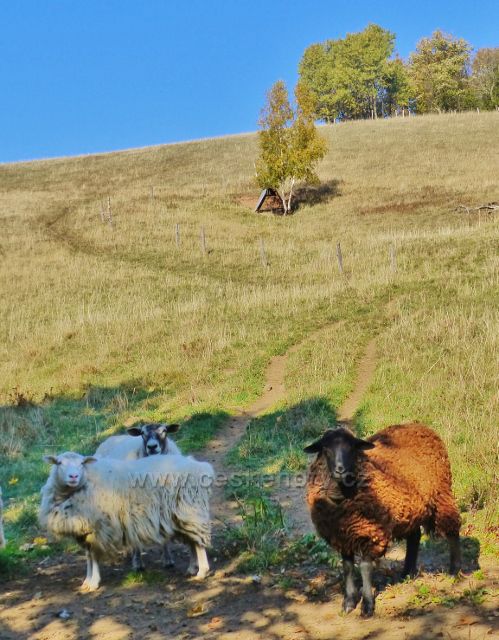 Petrovičky - pastva ovcí nad salaší u hraničního přechodu do Polska