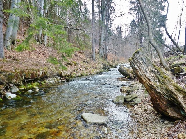 Řeka Morava opouští horský masiv Králického Sněžníku